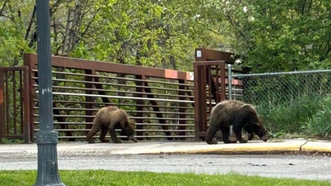 91706871-f7ea-432a-a89e-ee92ccd5c681-large16x9_bears